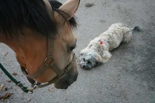 Ferienwohnung- Suedsteirischer Traum شقة *